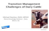 Far Off To Fresh Cow- Opportunities to Improve Transition Performance
