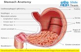 Stomach anatomy medical images for power point