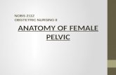Anatomy of Female Pelvic Slideshow (in Malay)