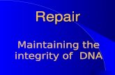 DNA Repair
