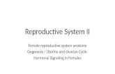 Oogenesis female reproductive system hormone signaling in female