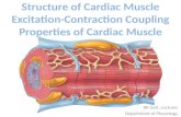 Structure of cardiac muscle excitation contraction coupling properties of cardiac muscle