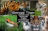 Amanda Irwin, period 2; Bengal Tigers