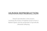 Powerpoint human reproduction