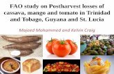 FAO study on postharvest losses of cassava, mango and tomato in Trinidad and Tobago, Guyana and St. Lucia. Technnical aspects. (Majeed Mohammed & Kelvin Craig)