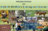 Wildlife Endangered Species