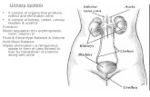 Urinary System/Renal System