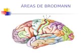 6635670 areas-de-brodmann