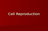 Biology Cellular Reproduction 1196898661945653 5