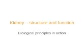 Kidney – structure and function
