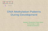 Dna methylation pattern during development