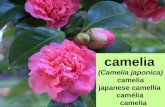 Camelia (Camelia japonica)