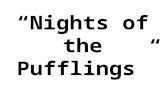 Nights of the pufflings