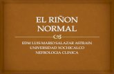 Anatomia Histologia Embriologia Y Fisiologia Renal