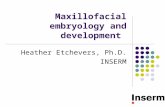 Maxillofacial Embryology And Development