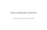 Norma basalis externa
