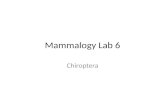 Mammalogy lab 6