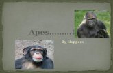 The Apes............