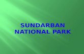 Sundarban national park