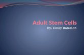 Adult stem cells