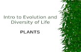 Evolution And Diversity  Plants
