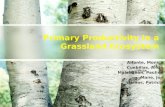 Primary productivity in a grassland ecosystem