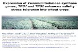 Expression of Fusarium threhalose synthase genes, TPS1 and TPS2 enhance salinity stress tolerance into wheat crops