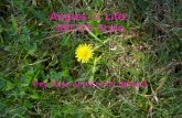 Angles In Life.Ppt