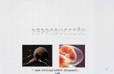 Biologia sistema reproductor blog 2014