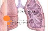 Pulmones anatomia