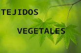 Diapositivas Tejidos Vegetales Pptx 2010