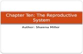 Chapter Diez.Pptx The Reproductive System