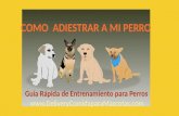 Guia para entrenar perros - Adiestramiento canino