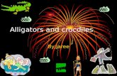 Alligators jaree