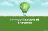 Immobilization Of Enzymes