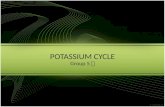 Potassium cycle