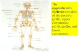 06 Appendicular Skeleton   Pectoral Girdle And Upper Limbs