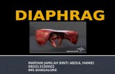 Diaphragm Anatomy
