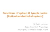 Functions of spleen and lymph nodes