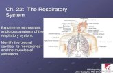Chapter22 respiratorymarieb