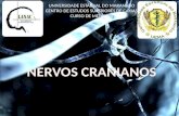 Nervos Cranianos I-III