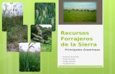 Recursos forrajeros de_la_sierra