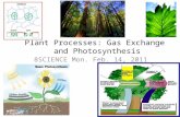 Plant processes photosynthesis