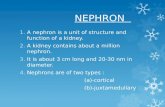 structure of nephrons(bikash)