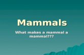 Instruction - Mammals