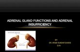 Adrenal gland functions and adrenal insufficiency