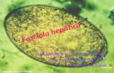 Fasciola hepática