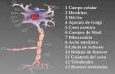 Sistema Nervioso: central y periferico ,encefalo tronco encefalico, sistema somatico y periferico