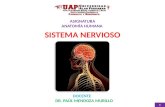 Sistema Nervioso - Anatomia