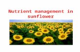 Sunflower nutrient management